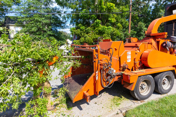 Reliable Berryville, VA Tree Service Solutions